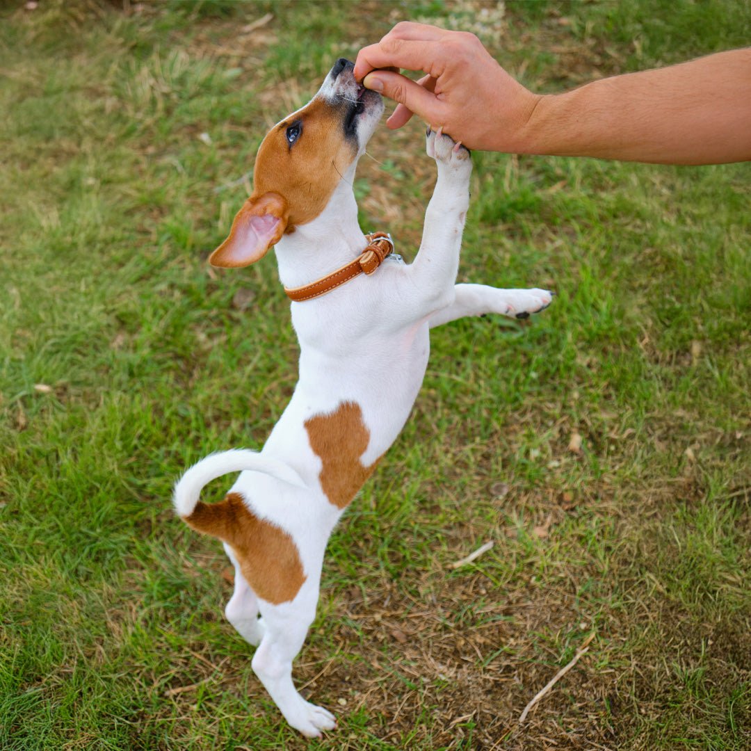 Dog Collar - Furry Friends Shop A