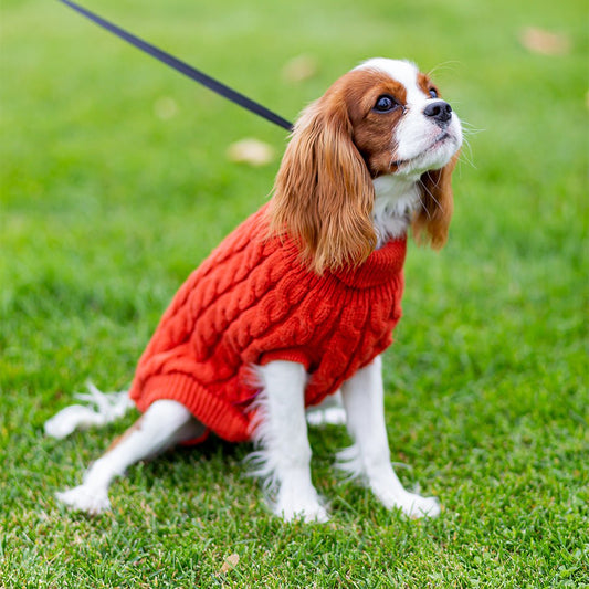 Pet Sweater - Furry Friends Shop A