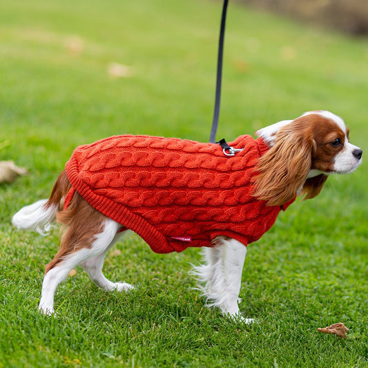 Pet Sweater - Furry Friends Shop A