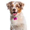 Pet Tag - Furry Friends Shop A