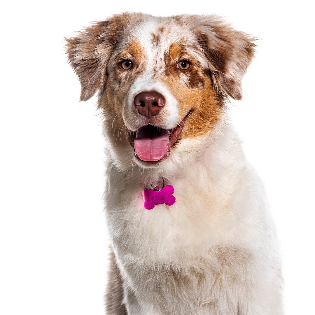 Pet Tag - Furry Friends Shop A