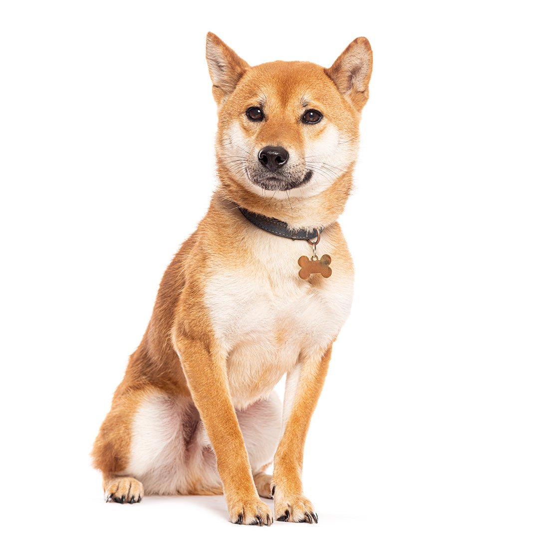 Pet Tag - Furry Friends Shop A