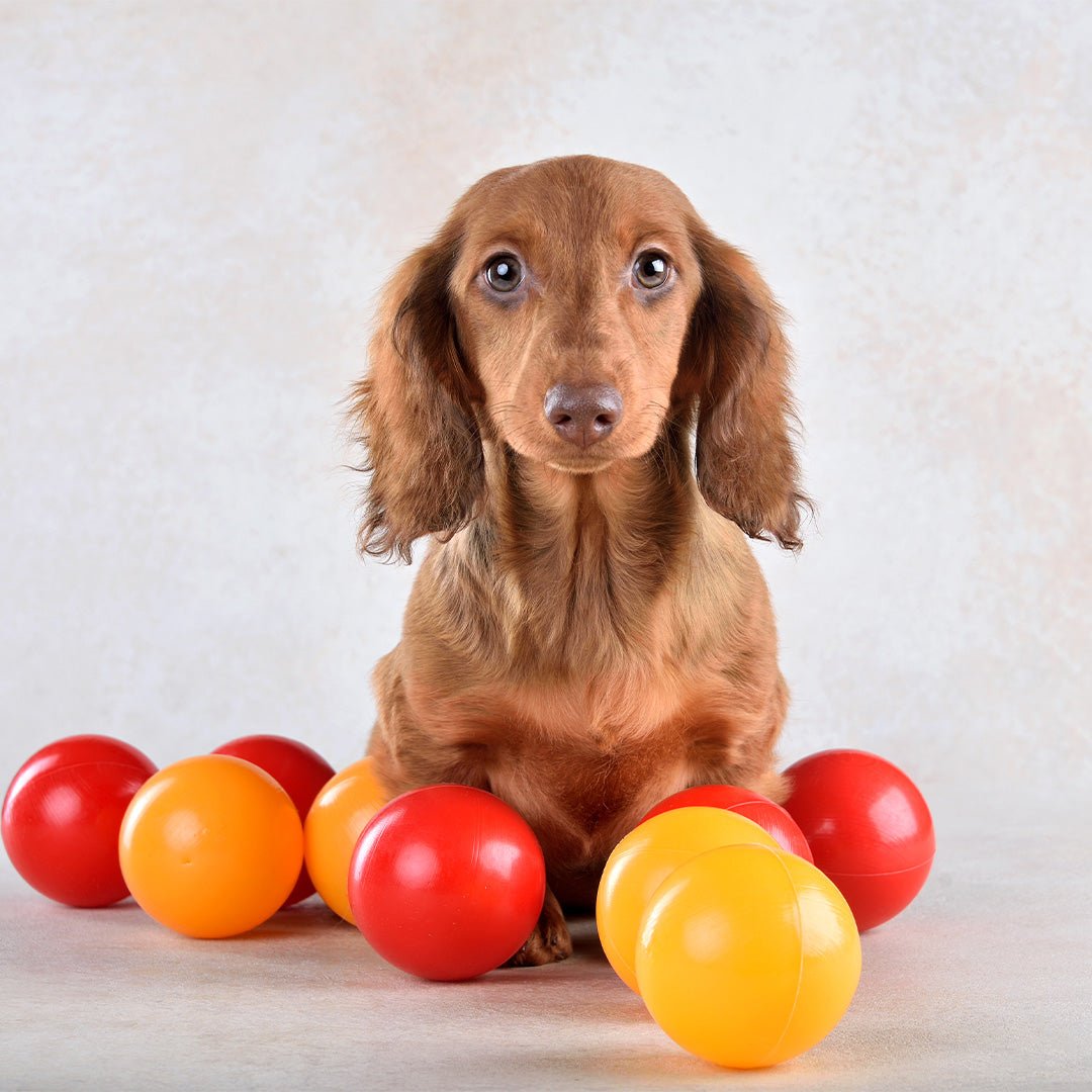 Toy Ball - Furry Friends Shop A